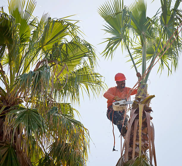 Best Professional Tree Care  in Fletcher, OK